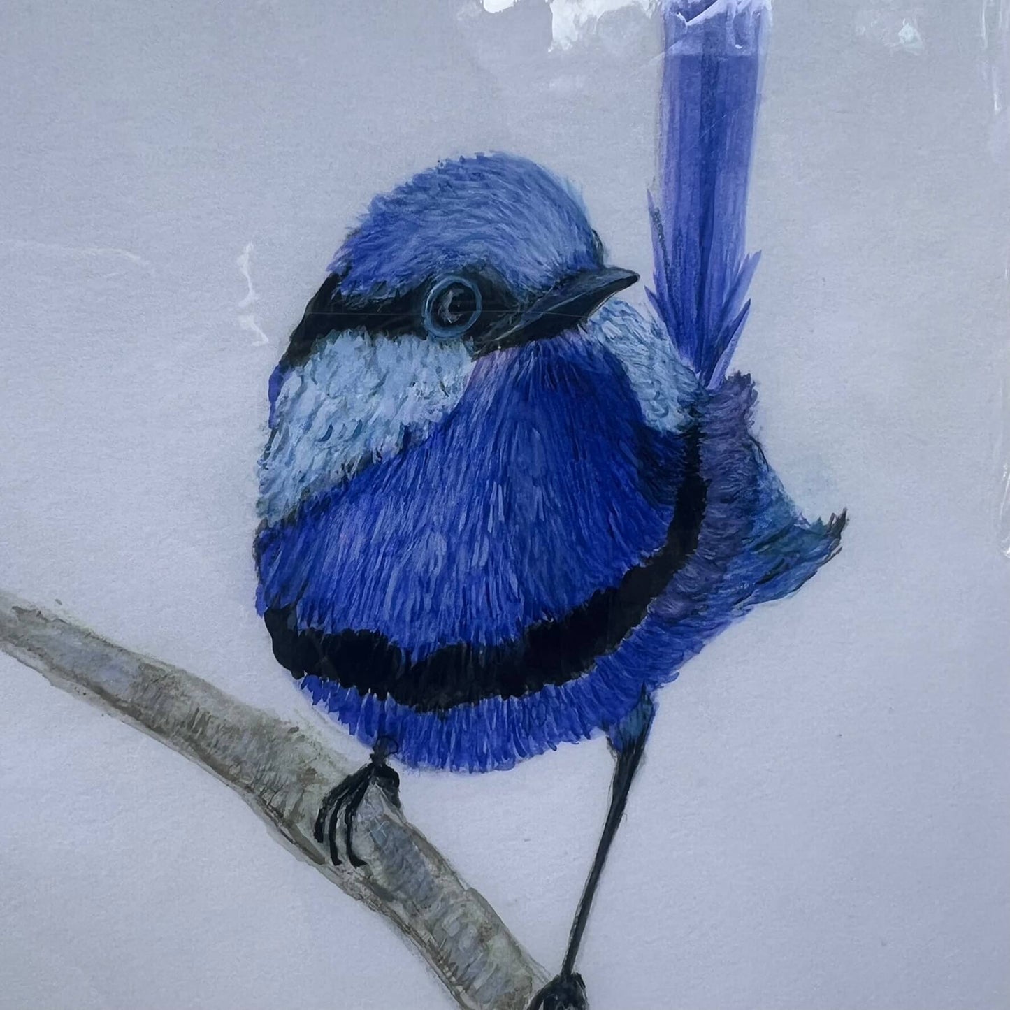 Splendid Fairy Wren - Marlene Wilson