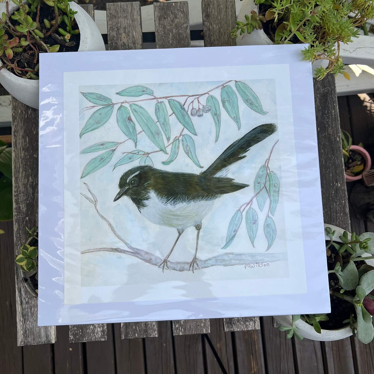 Willie Enjoying the Eucalyptus - Marlene Wilson